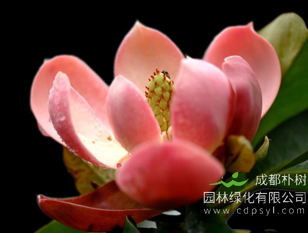 红花木莲的图片-形态特征-产地生境-生长习性以及主要价值