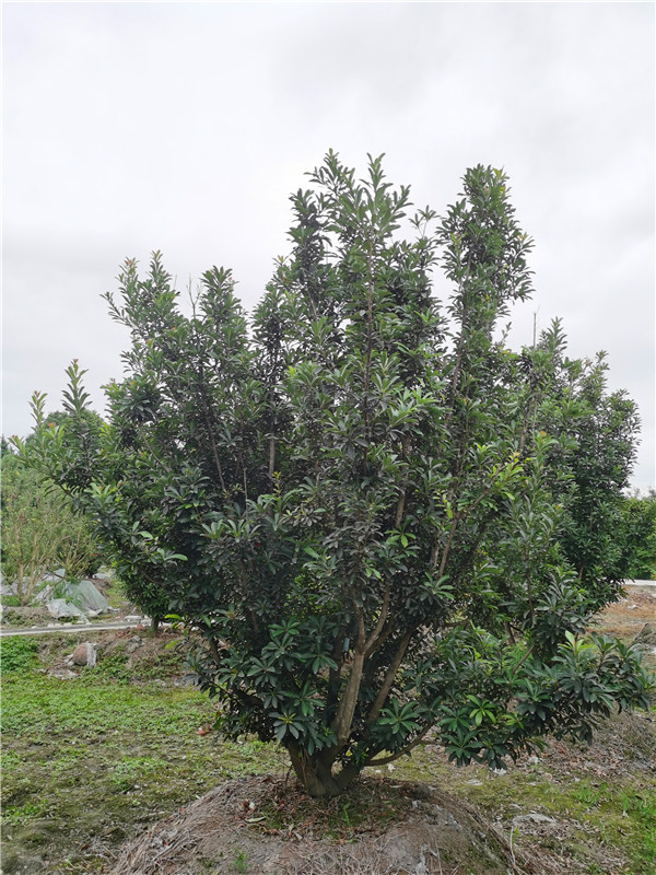 2020年2*2米-5.5*5.5米的杨梅树价格详情是怎么样的？