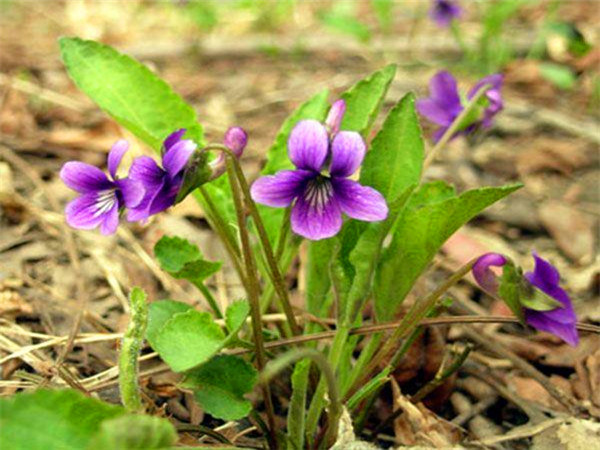 紫花地丁是什么？