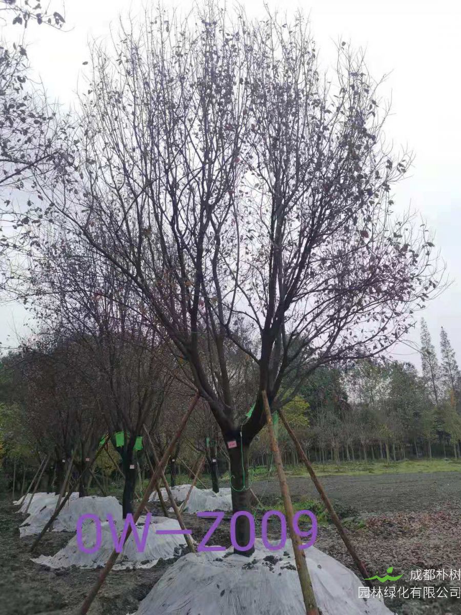 四川省-成都市苗木基地直销的D20公分树形优美-树姿端庄的精品紫叶李
