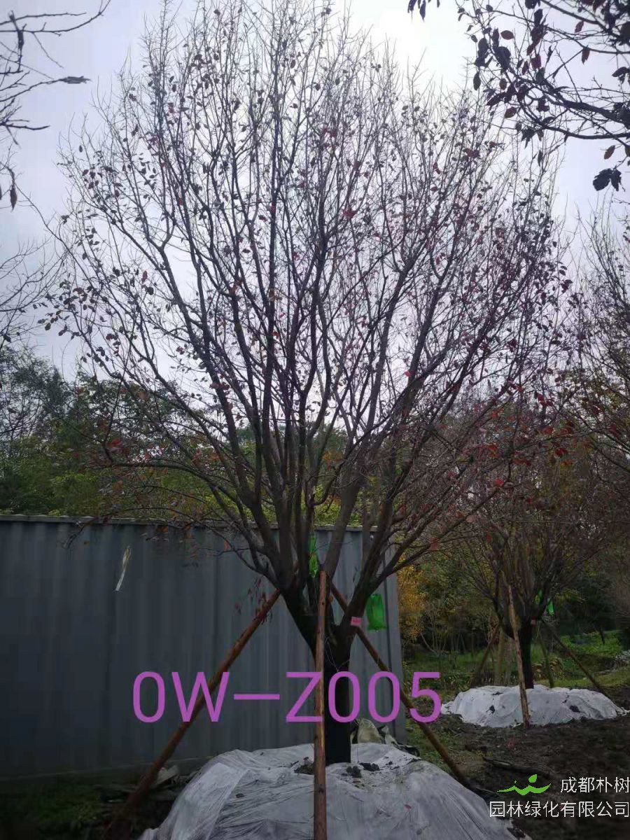 四川省-攀枝花市苗木基地直销D26公分生长旺盛-姿态优美-品质上乘的精品紫叶李