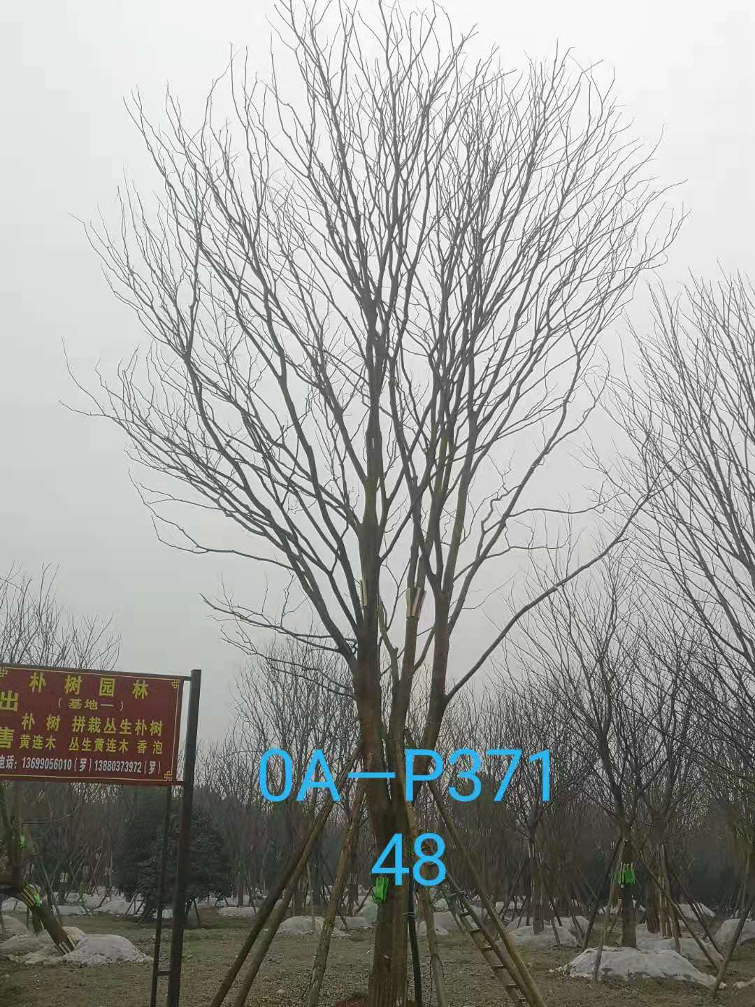 四川省苗木基地直销的43-48公分朴树-2021年最新价格