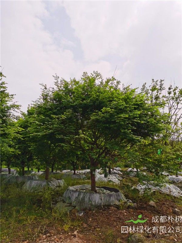 四川省-成都市-成都苗木基地直销的10-15公分鸡爪槭-价格多少？