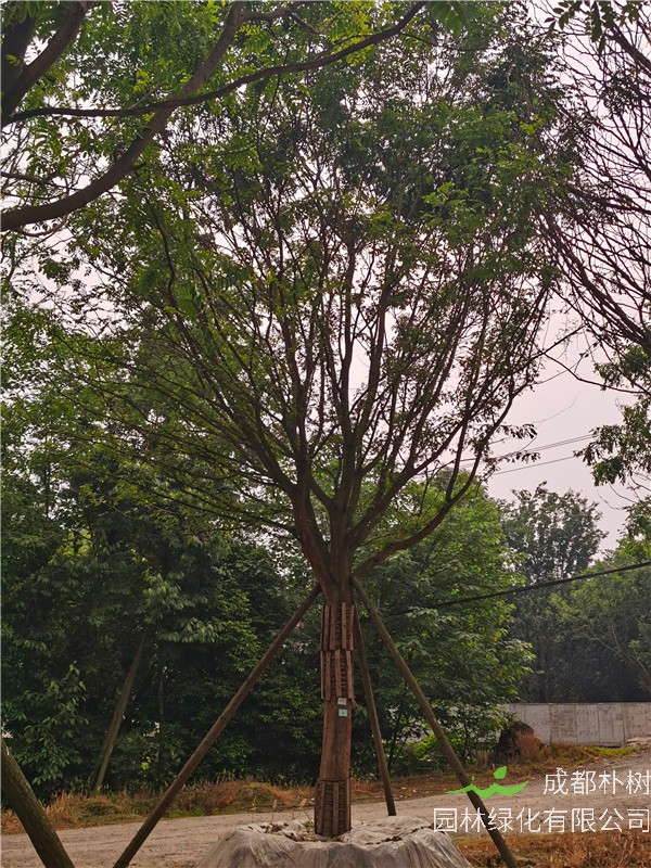 2021年四川省21-28公分皂角树多少钱？绿化效益怎么样？