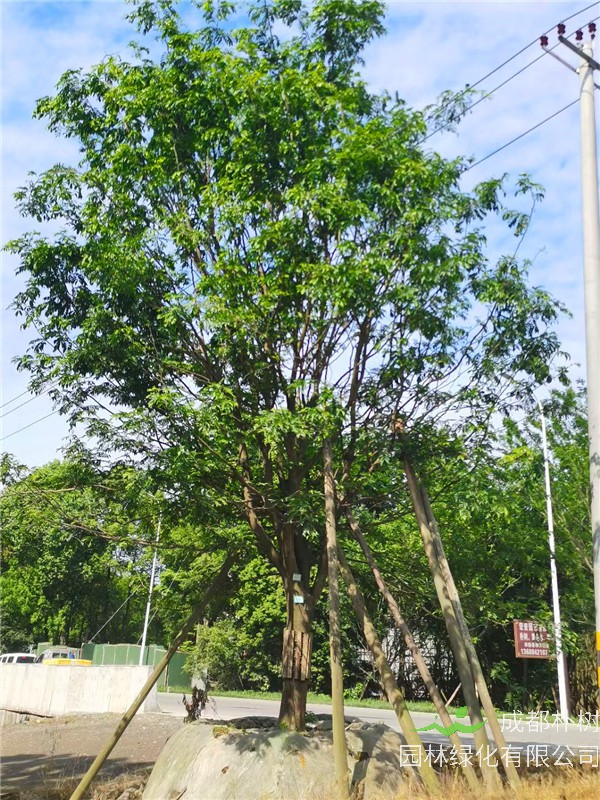 2021年四川省21-28公分皂角树多少钱？绿化效益怎么样？