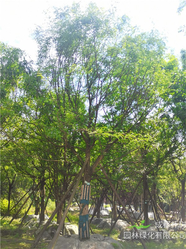 2021年四川省21-28公分皂角树多少钱？绿化效益怎么样？