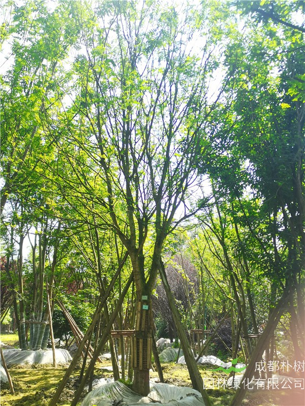 2021年四川省21-28公分皂角树多少钱？绿化效益怎么样？