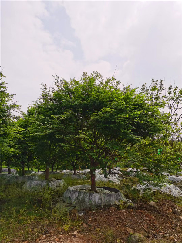 四川省-成都市-成都苗木基地直销的10-15公分鸡爪槭-价格多少？