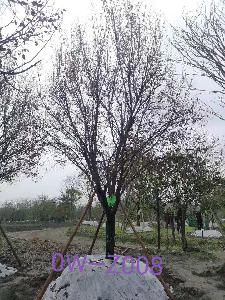成都市-温江区苗木基地直销的D21公分树形优美-树冠圆满宽广的精品紫叶李