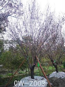四川省-崇州市苗木基地直销D25公分树枝繁茂-树枝繁密的精品紫叶李